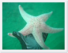 IMG_0495 * Another Short Spined Sea Star * 2048 x 1536 * (758KB)